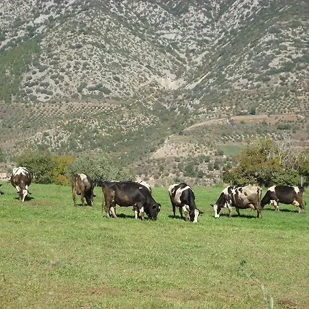 Hotel Dom Organya